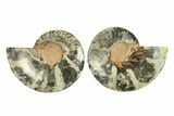 Cut & Polished Ammonite Fossil - Unusual Black Color #296287-1